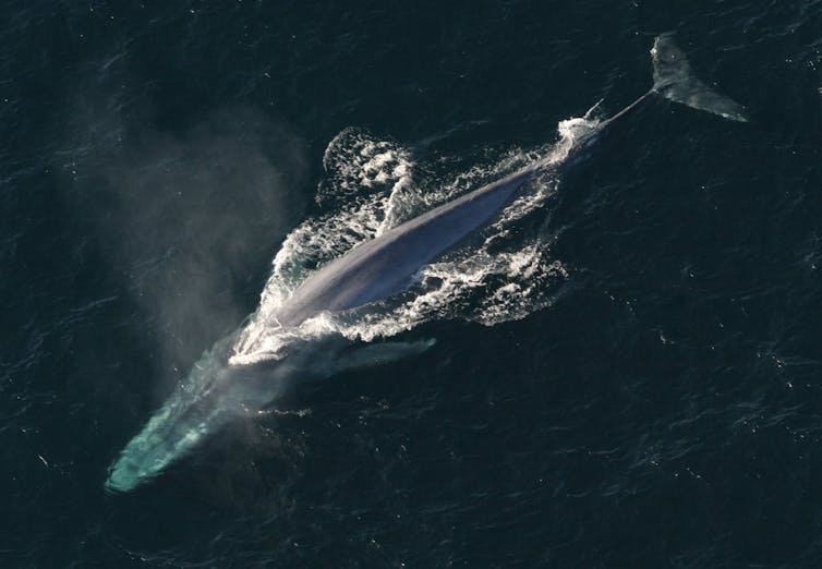 An aerial view of a blue whale surfacing.