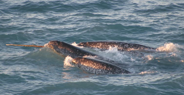 A pod of narwhals, with one tusk exposed, swimming together.