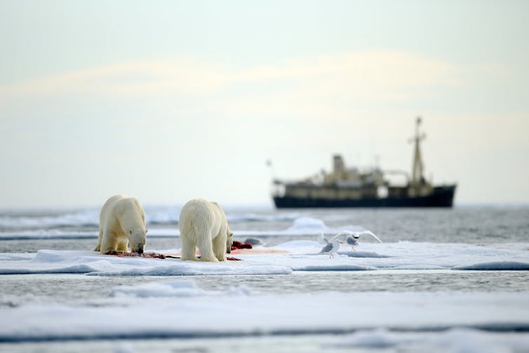 Two polar bears eat a seal on sea ice with a ship in the background.