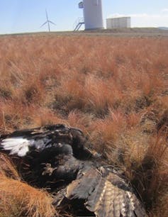 Bird lying dead on the ground.