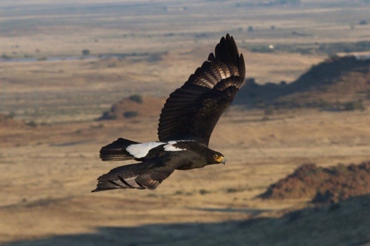 Eagle flying in the sky