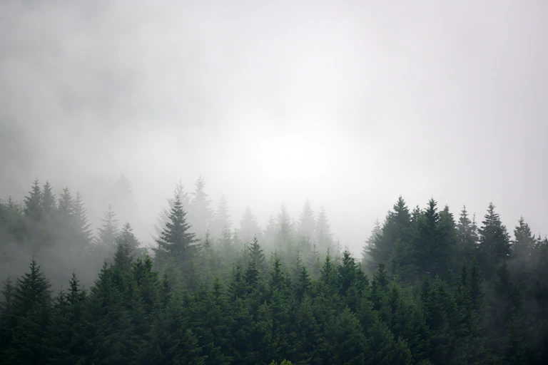 Misty pine forest