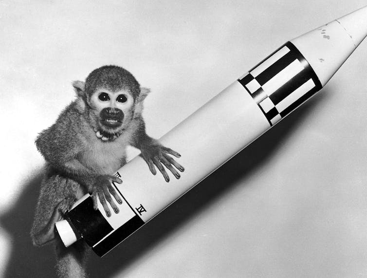 A squirrel monkey sits on top of a model rocket.