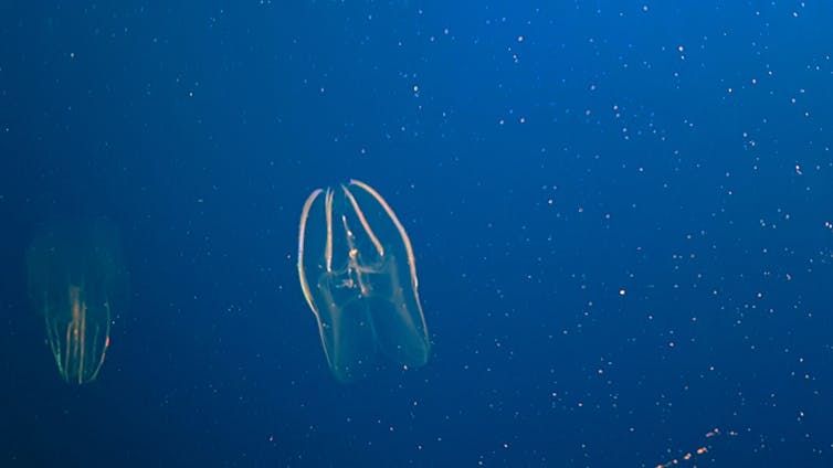 Picture of a comb jelly in an aquarium.