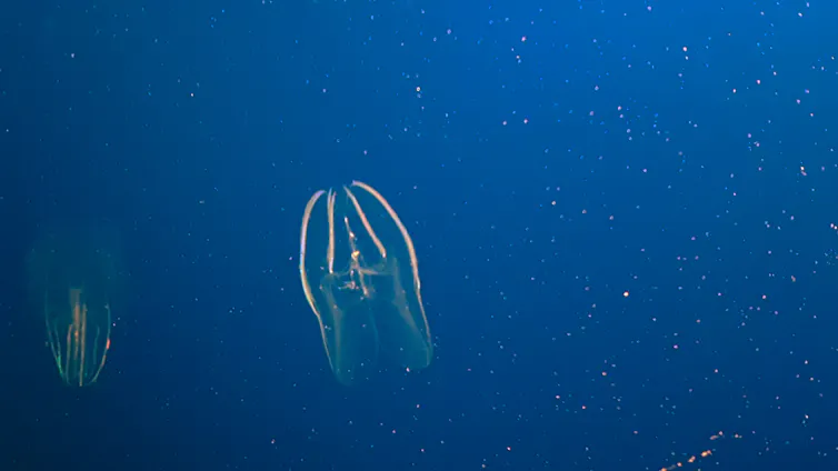 Picture of a comb jelly in an aquarium.