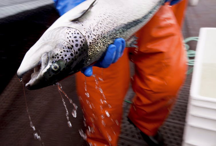 A person in orange overalls holds a large salmon.