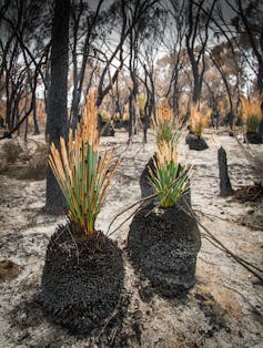Green shoots of grass trees after bushfire
