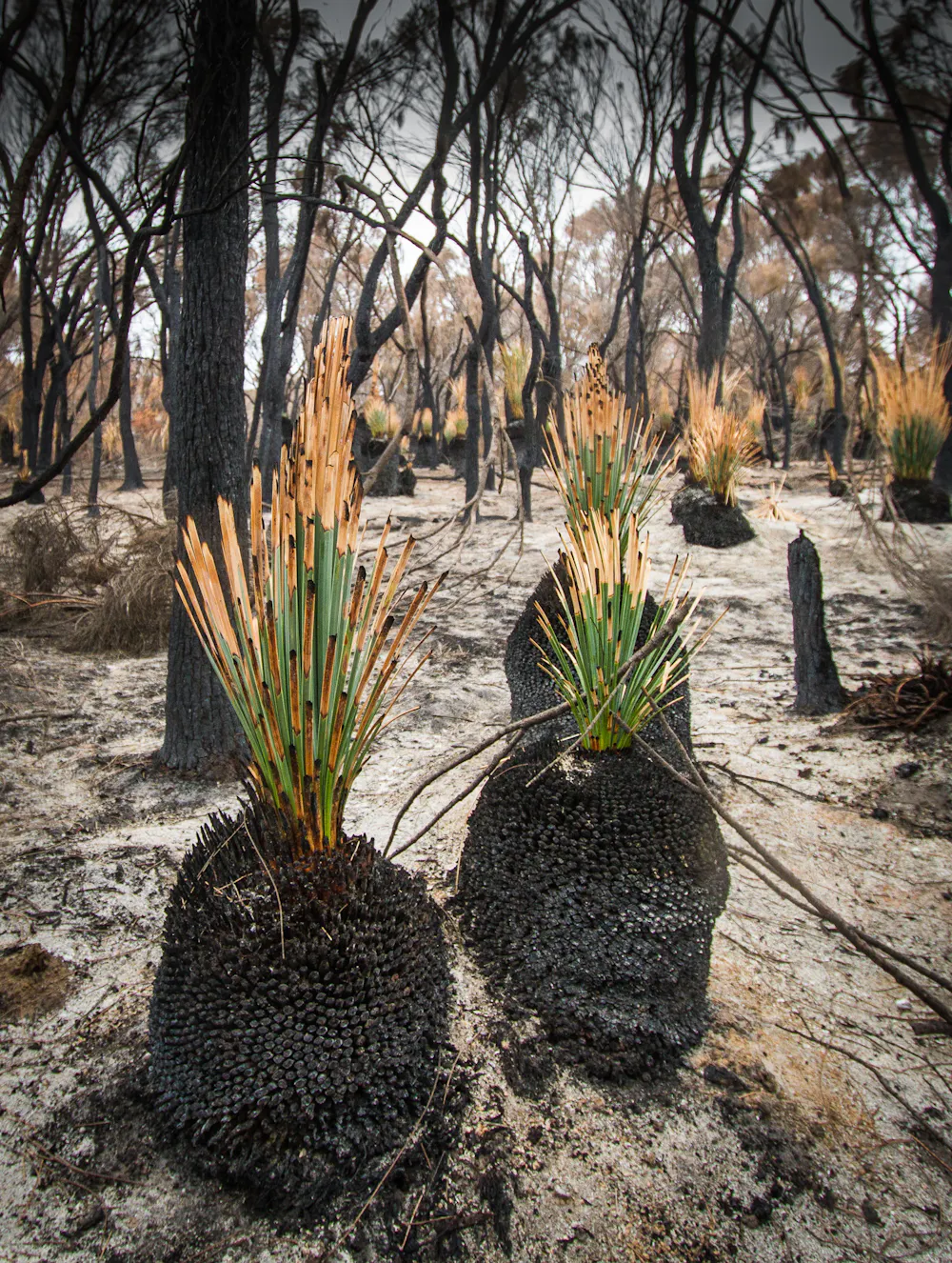 Before and after: 4 new graphics show the recovery from last summer's ...