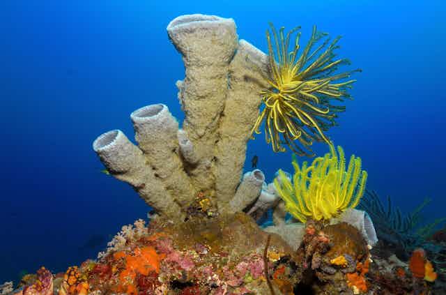 Image of a tube sponge (Porifera).