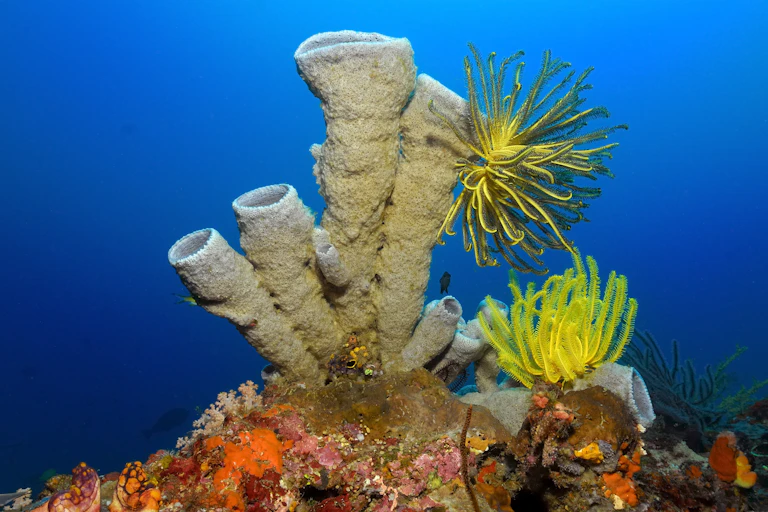 Image of a tube sponge (Porifera).
