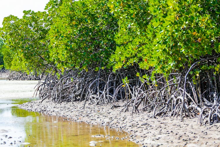 A sandy bank filled with twisted roots of mangrove trees.