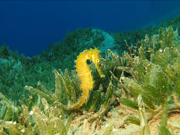 A yellow seahorse rests amid a vast underwater seagrass meadow.