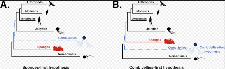 Evolutionary tree with sponge vs jelly comb as first animal.