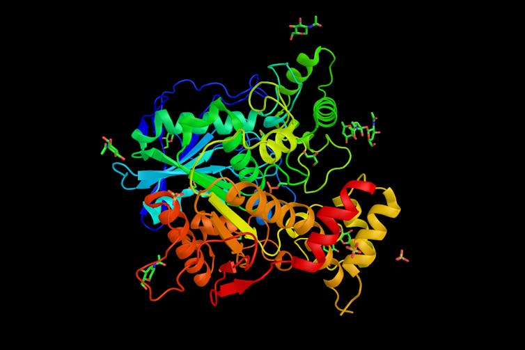 A 3D rendering of a Ethylphosphorylated Butyrylcholinesterase protein.
