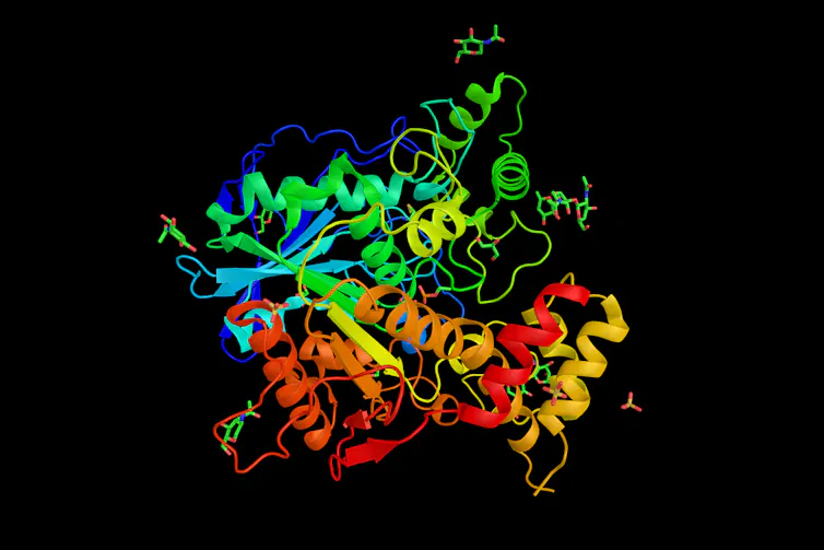 A 3D rendering of a Ethylphosphorylated Butyrylcholinesterase protein.
