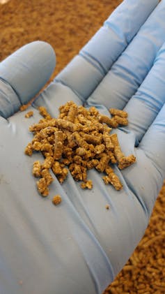 Handful of pelletized fish feed made from microalgae.