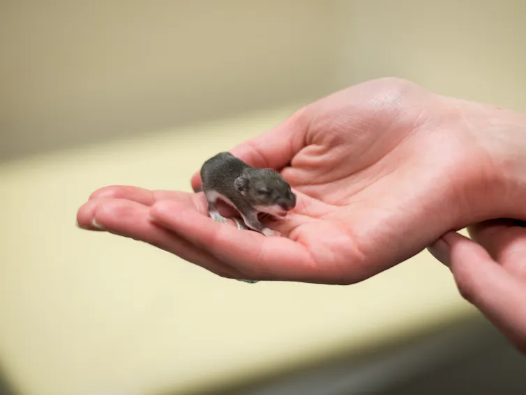 A hand holding a very young mouse.