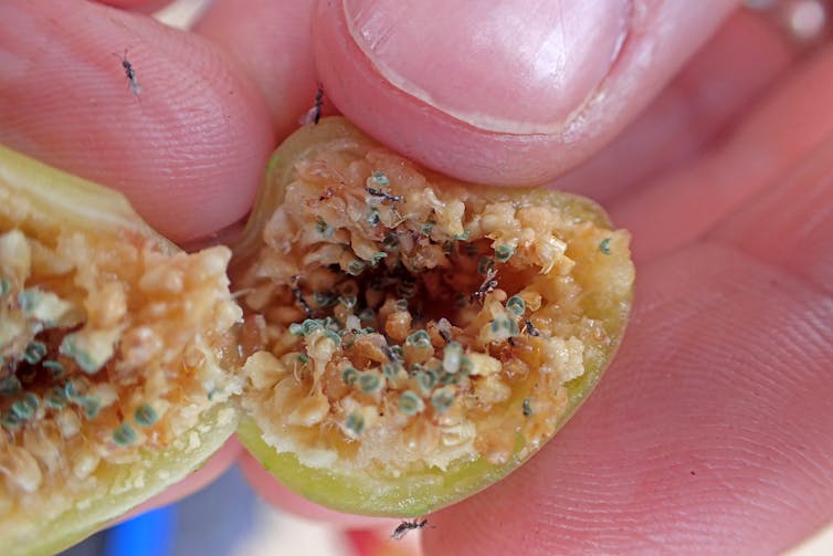 Cross section of a fig with wasps.