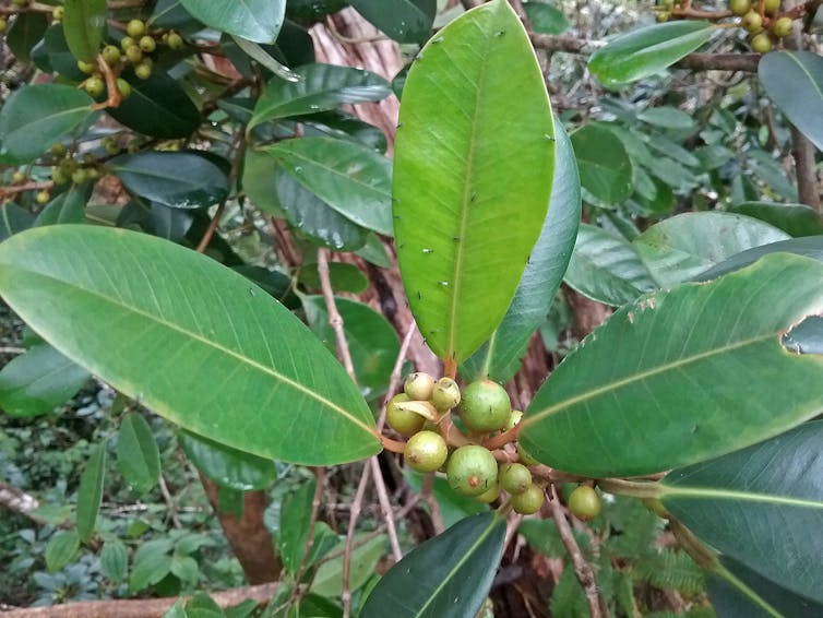 Fig growing on forest floor.