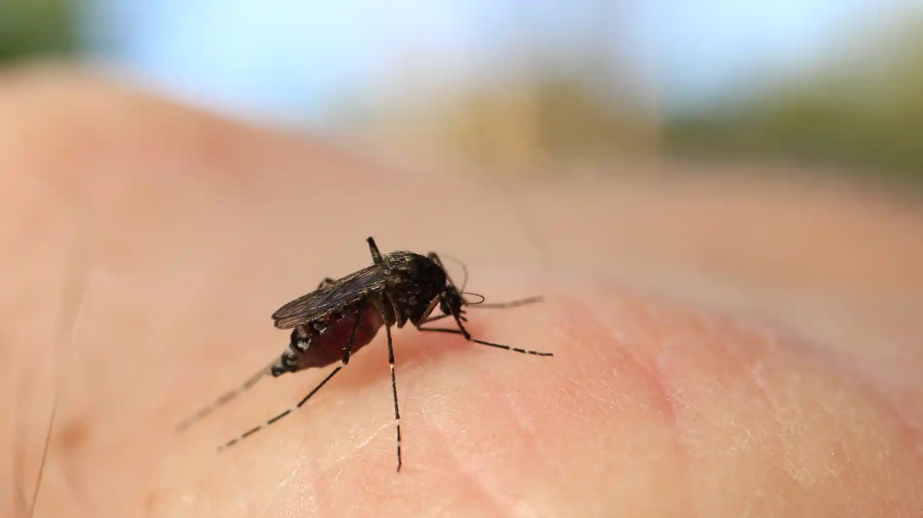 Mozzy Insect Mozzies biting? Here’s how to choose a repellent (and how to use it for ...