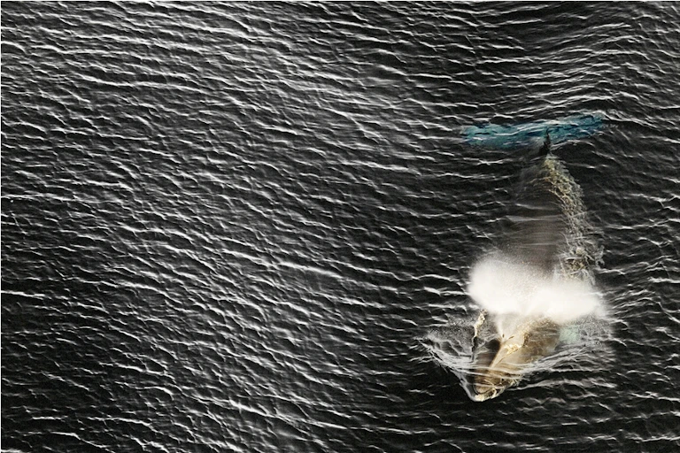 Aerial view of a whale