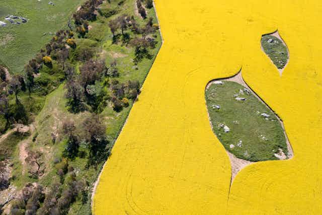 Aerial view of canola crop and neighbouring bushland