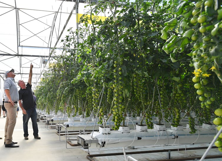 two men looking at tomato plants in a hydroponic farm