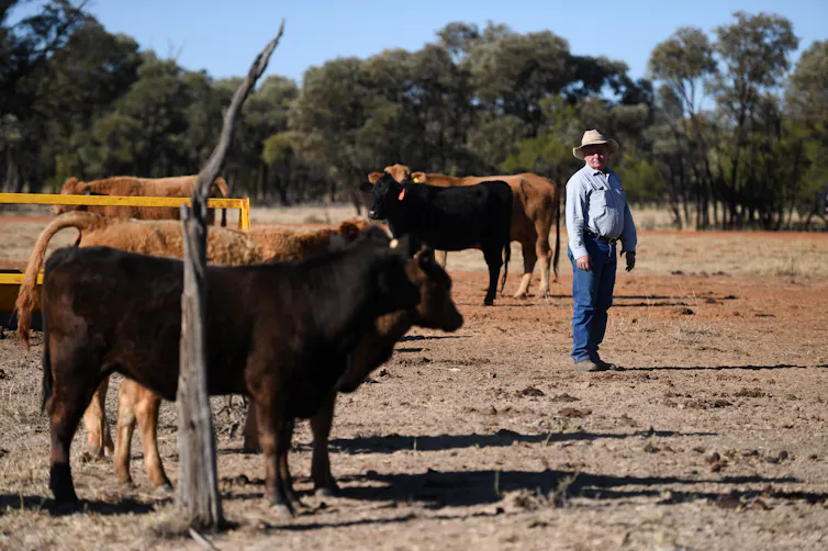 Farmer with cattle on drought-stricken farm