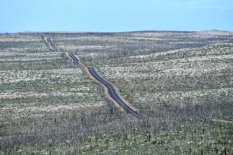 A straight road through a burnt-out landscape in Kangaroo Island, some regrowth shown.