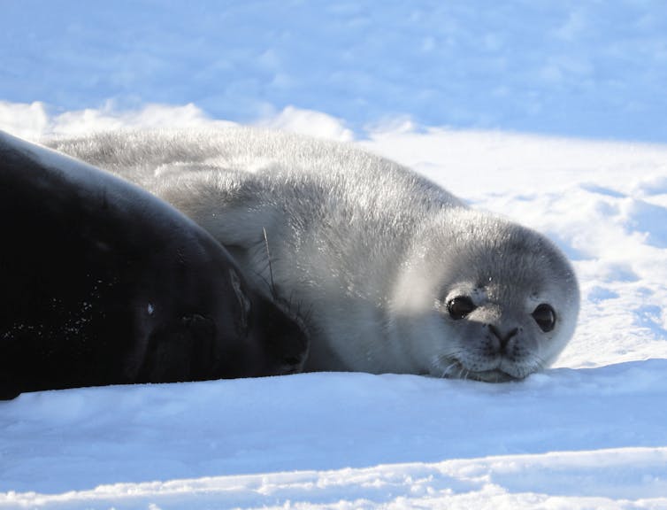 Weddell seal pup and mother