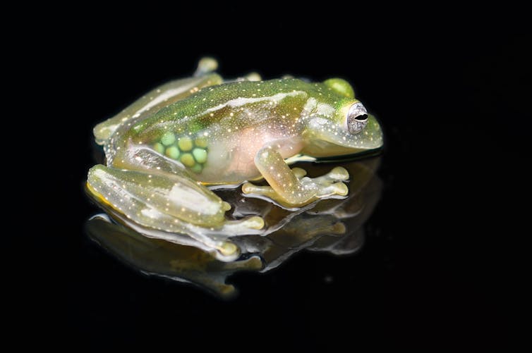 A frog with see-through skin and eggs on a black background