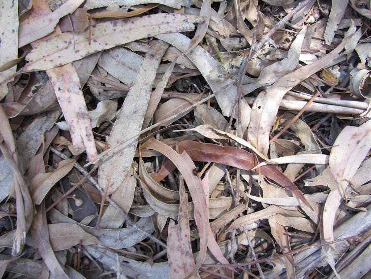 Eucalyptus litter bed