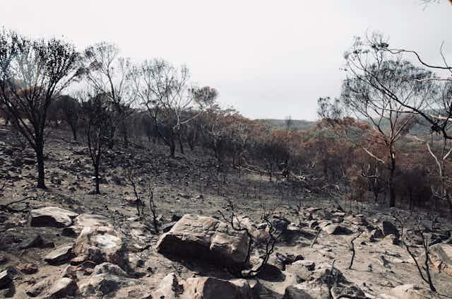Burnt Kangaroo Island landscape