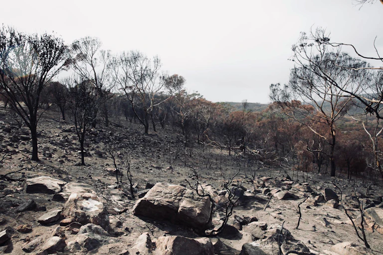 Burnt Kangaroo Island landscape
