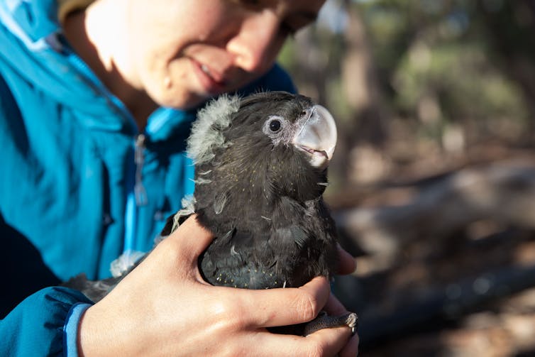 The author with a nestling cockatoo