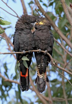 glossy black cockatoos on a branch
