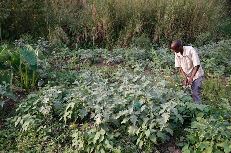 Man standing in small field and examining crop