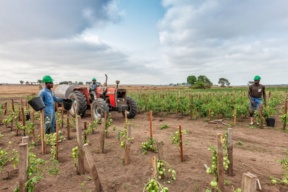A tomatoes plantation with farmers and a tractor in the background.