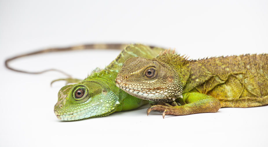 Two lizards pose sided by side against a white background.