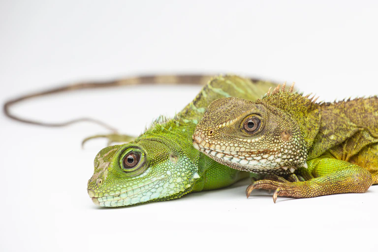 Two lizards pose sided by side against a white background.