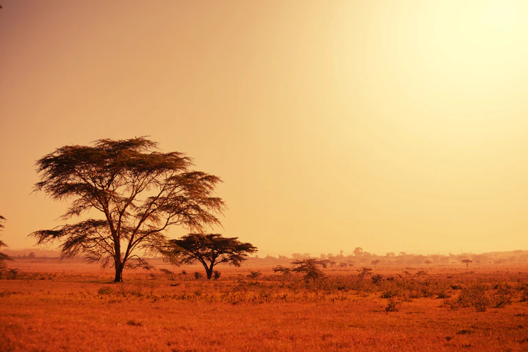 Trees on a grassland under the scorching sun.