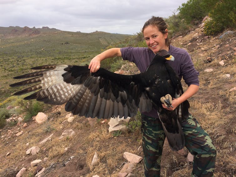 Women holding a tagged eagle for research.