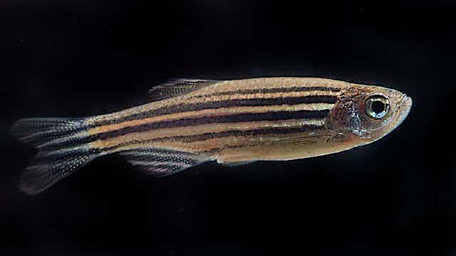 A small striped fish on a black background.