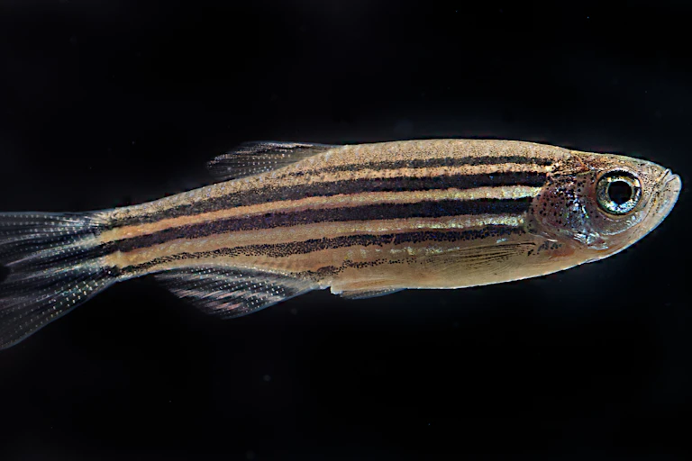 A small striped fish on a black background.