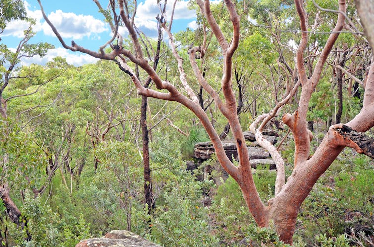 Sydney red gum