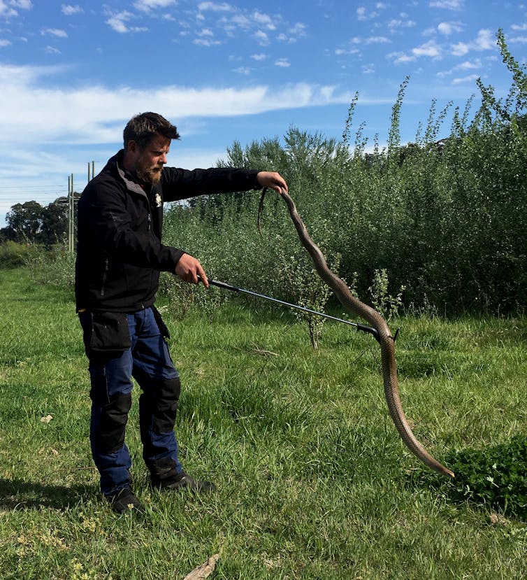 The author catching a brown snake.