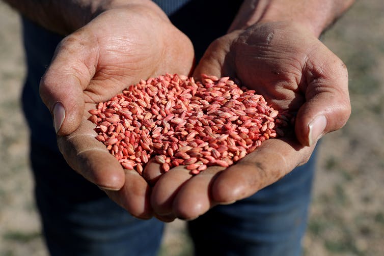 hands filled with grain