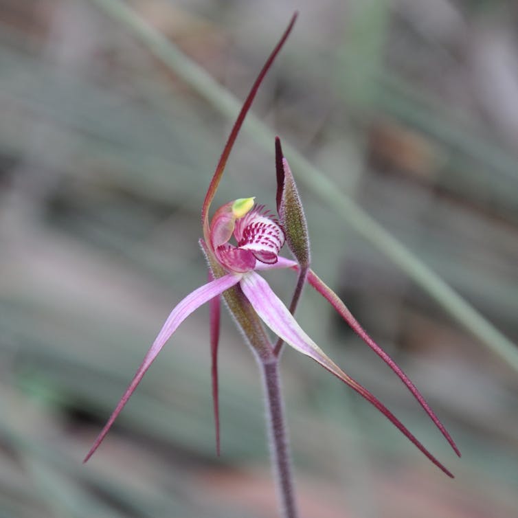 Orchid flower