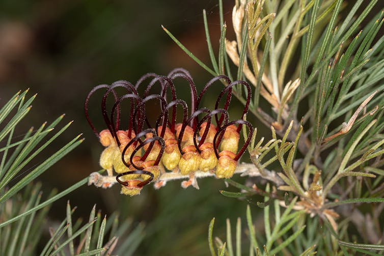 Australia-first research reveals staggering loss of threatened plants over 20 years