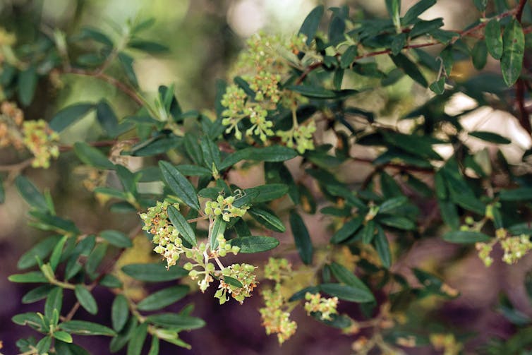 Australia-first research reveals staggering loss of threatened plants over 20 years